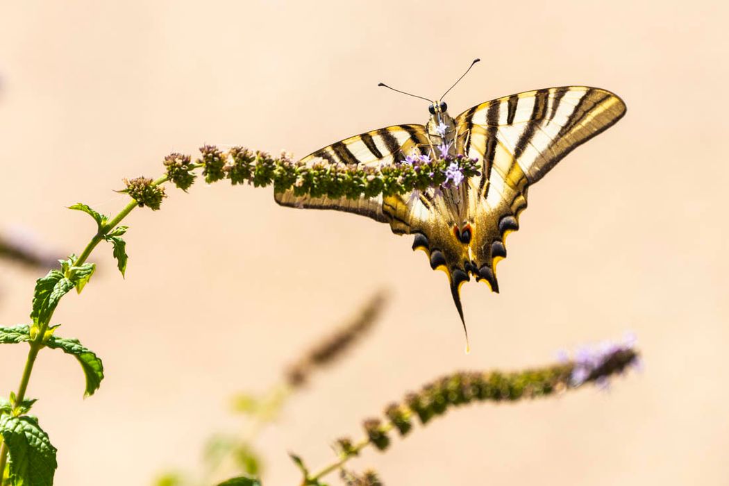 Mariposa (Iphiclides podalirius). Almansa. 