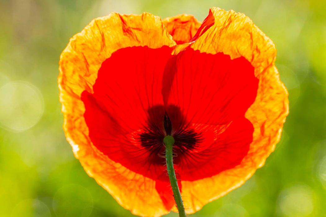 Papaver rhoeas.Almansa