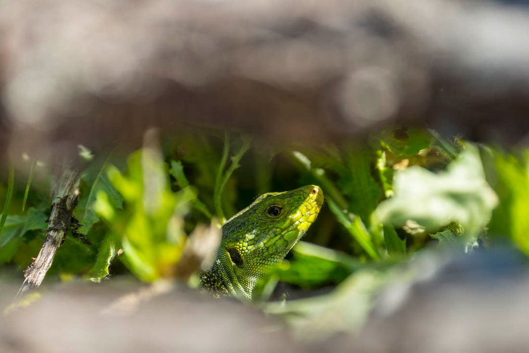 Lagarto ocelado.Chequilla.Parque Natural del Alto Tajo