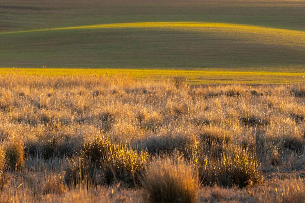 Paraje de Belén.Almansa.Albacete