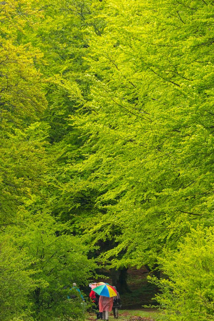 Hayedo.Parque Natural Sierra de Urbasa.Navarra