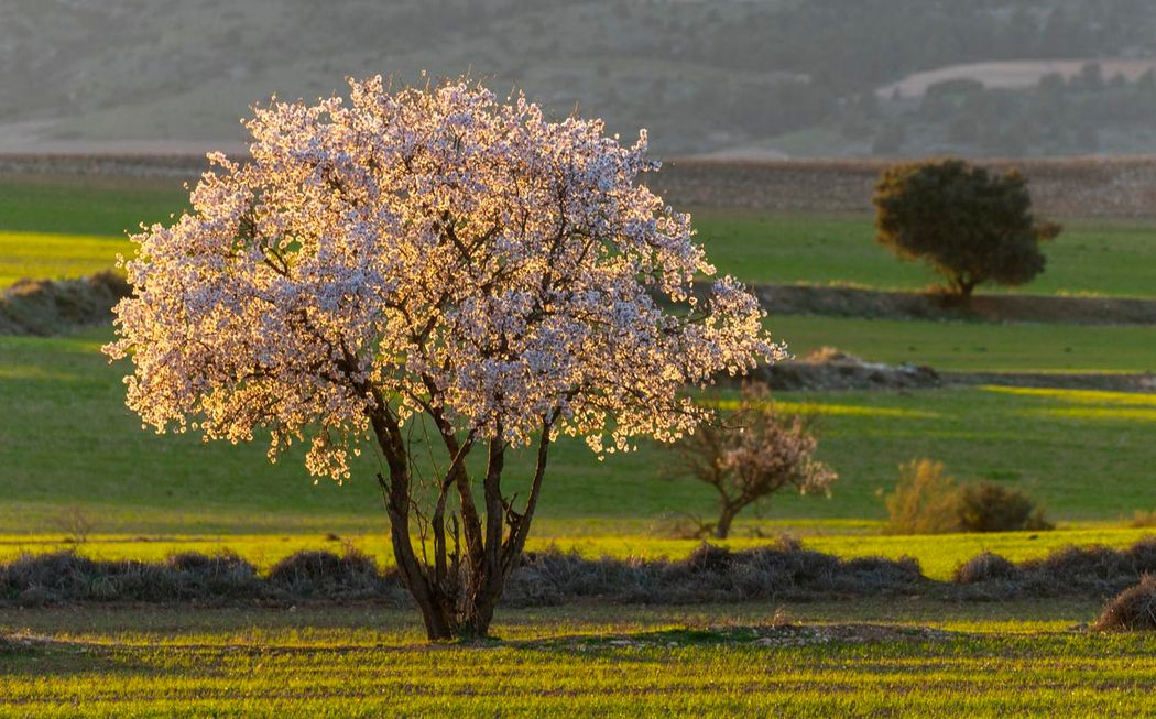 Almendro.Almansa