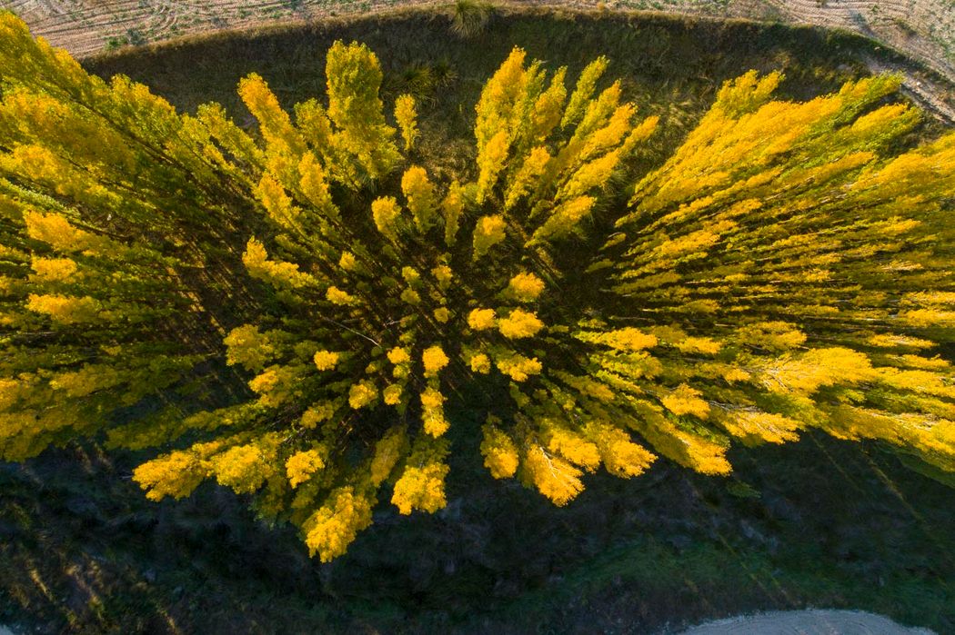 Álamos (populus nigra). Almansa