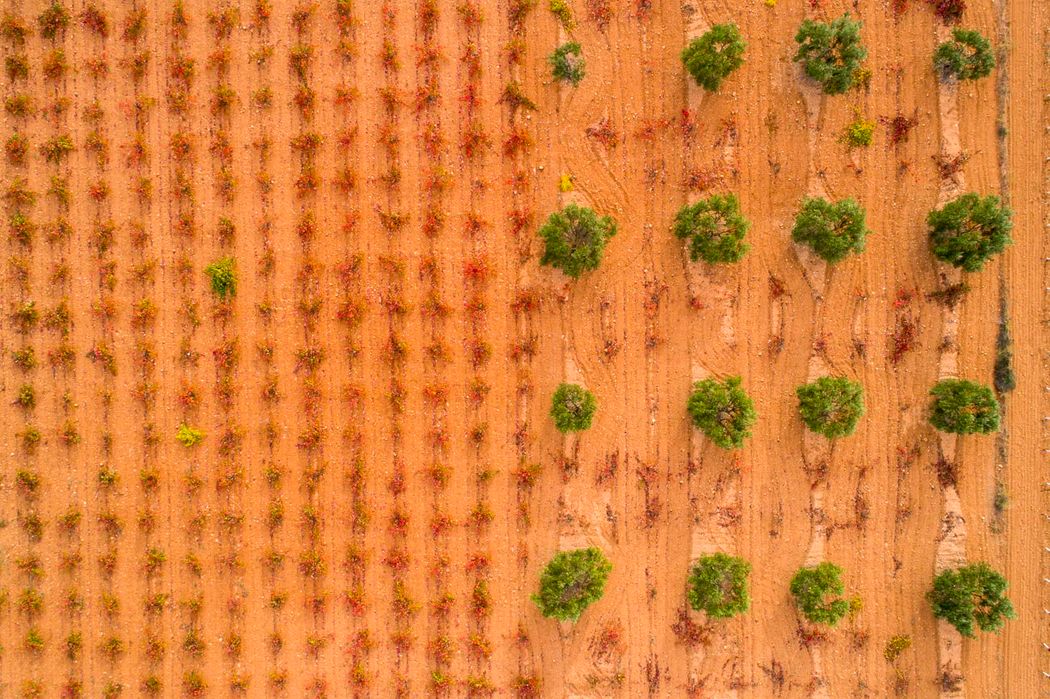 Viñedo y almendros. Almansa