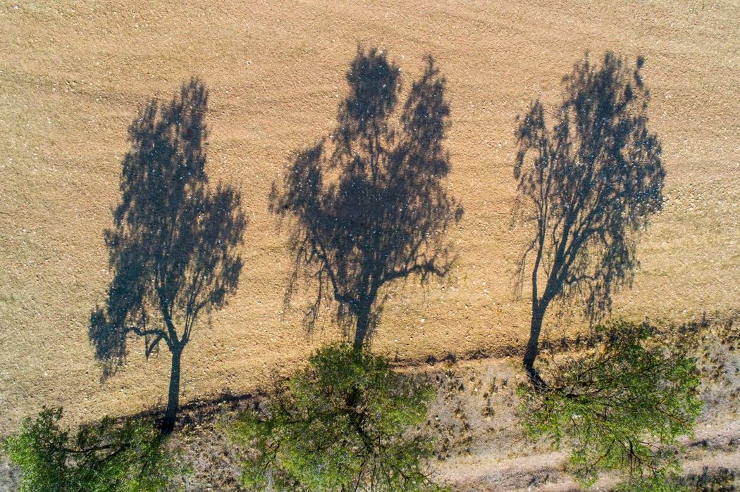 Almendros. Almansa. 