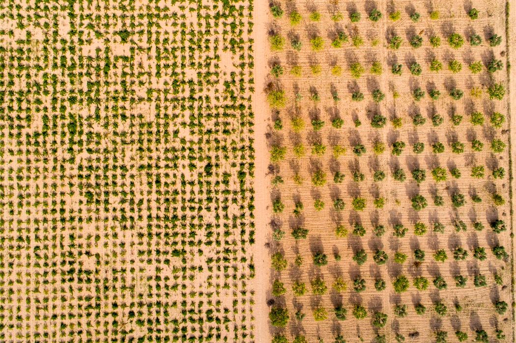 Viñedo y almendros. Almansa