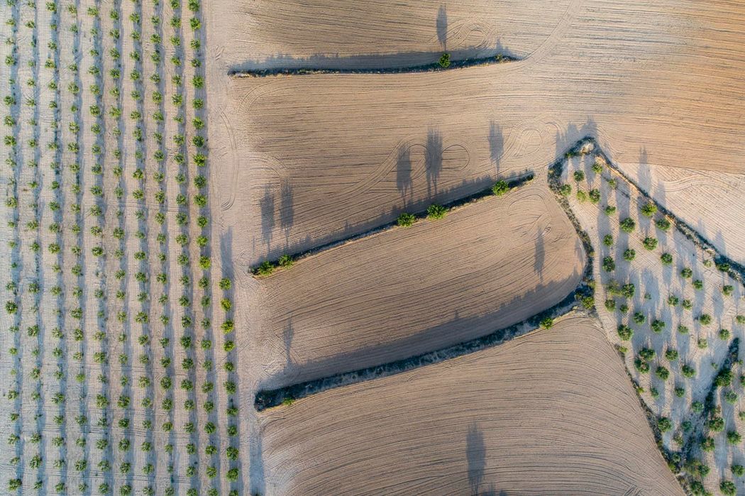 Bancal y almendros. Almansa