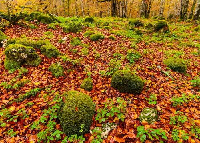 Árboles y bosques