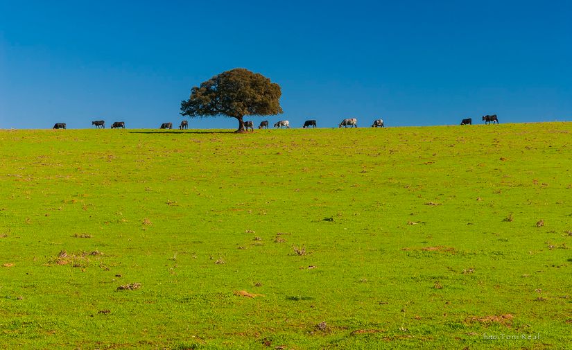 Almaden. Ciudad Real