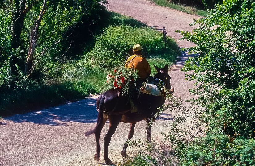 Enguídanos. Cuenca