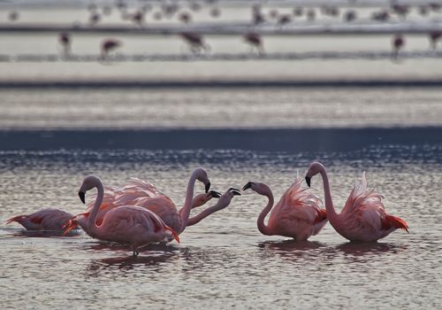 Aves de Chile