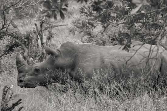 Rinoceronte macho, Sydáfrica 2019