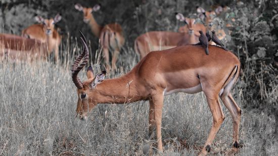 Impala, Sudàfruca 2019