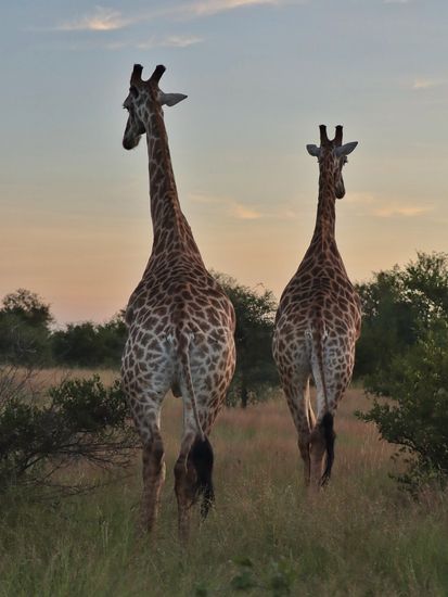 Jirafas al atardecer, Sydáfrica 2019