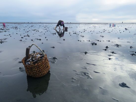 Mariscando navajuelas, Lliuco, 2018