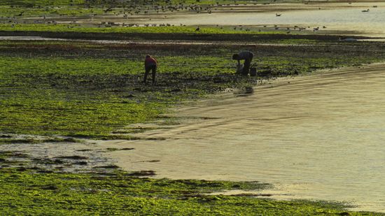 Mariscando en baja marea, Aucar 2020