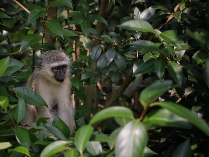 Mono verde, Sudñafrica 2019