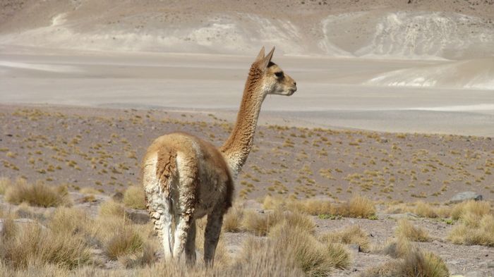 Vicuña, Atacama, Chile 2009