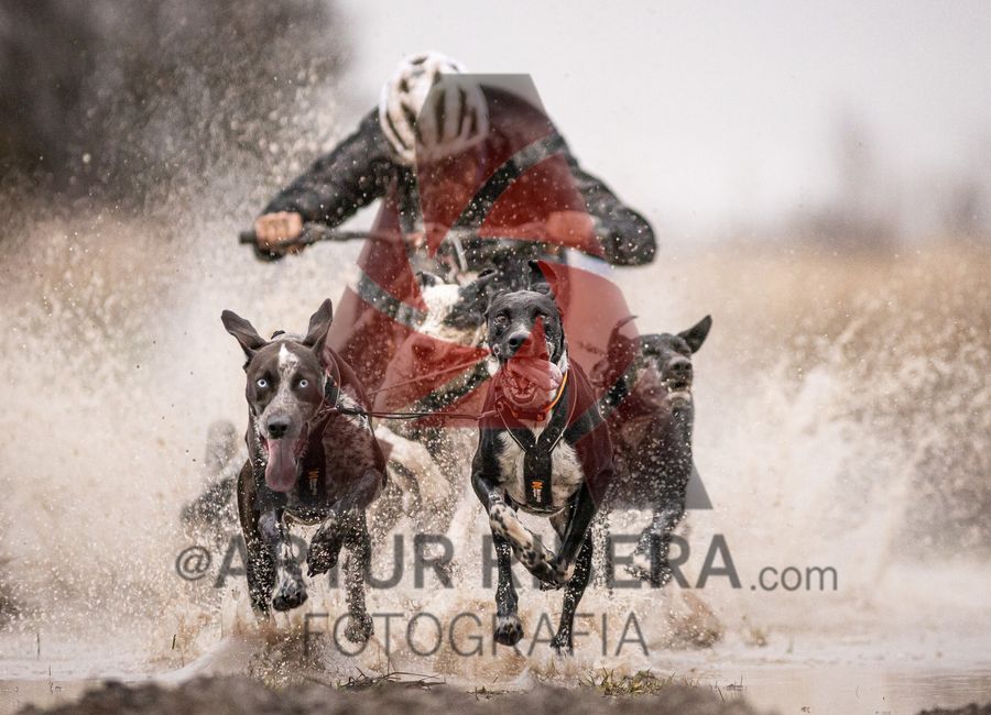 Mushing Atapuerca (sabádo)