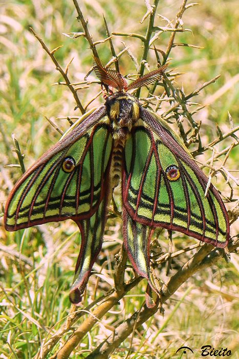 Garcipollera