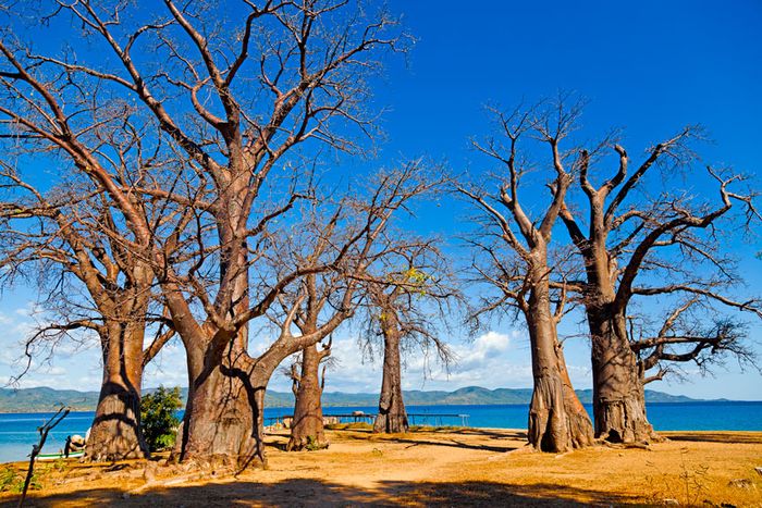  baobabs Isla de Likoma- Lago Nyassa  