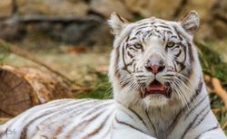 Zoológico de Cali Colombia  -  Tigre blanco