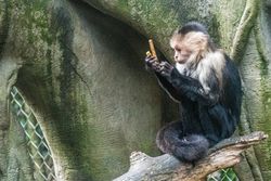 Mono (Cebus capuchinos) Zoológico Cali