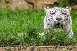 Tigre blanco   -    Zooloógico de Cali