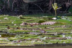 Babilla - Caiman crocodilus - Hacienda Japio, Caloto Cauca Colombia