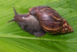 Pance, Cali Colombia.  Caracol africano. Achatina fulica 