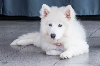 Alaska - Samoyedo - Cali Colombia