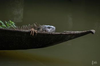 Iguana común en el zoológico de Cali 