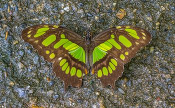 Mariposa Malaquita. Siproeta stelenes.   Zoológico de Cali Colombia