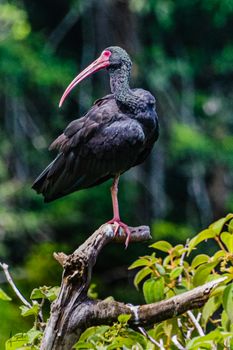 Ibis cari rojo o Coquito.    lago de las garzas - Cali Colombia -  Ibis negro o ibis carirrojo o coquito, Phimosus infuscatus 