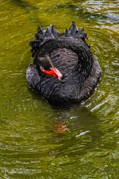 Cisne negro - Cignus atratus - Zoológico de Cali