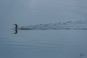 Pato cormorán - Phalacrocorax carvo - Humedal charco azul Cali
