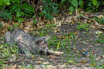 Gato de finca cazando - Palmira Colombia