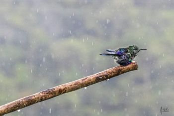 Colibrí zafiro coronado  -  Thalurania colombica  -  Dagua Valle Del Cauca Colombia