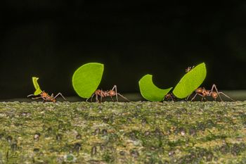 Hormigas arrieras  -  Atta cephalotes. -  Cali
