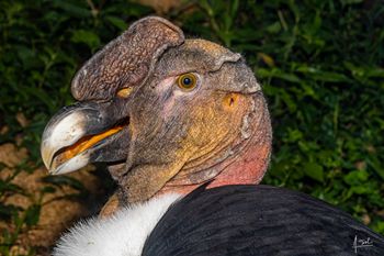 Cóndor de los Andes - Vultur gryphus - Zoológico de Cali