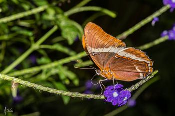 Mariposa paje - Siproeta epaphus - Zoológico de Cali