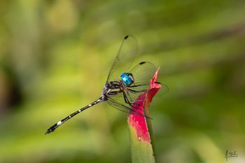 libélula cenicilla de los estanques - Mycrathyria ocellata - Zoológico de Cali