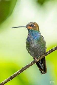 Colibrí naguiblanco o serrano -   Urochroa bougueri    -   Dagua Colombia Reserva Doña Dora