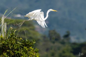 Garza blanca -Ardea alba  -  Humedales de Jamundí Colombia