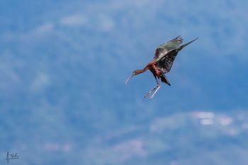 Ibis pico de hoz o Morito común.  Plegadis falcinellus.   Humedales Jamundí Colombia 