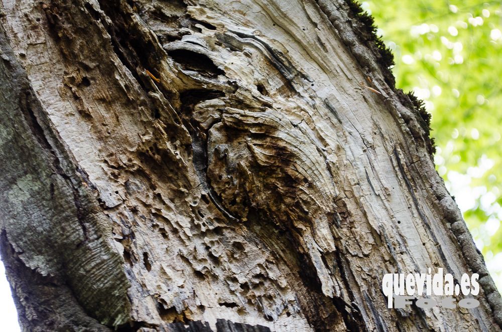 Moncayo arbol