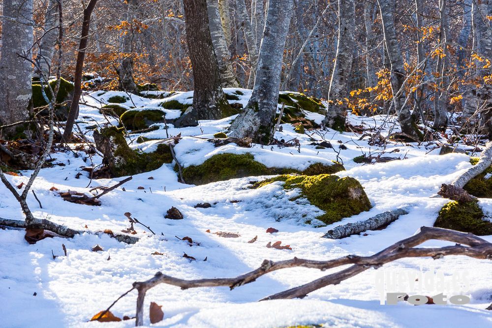 Hayedo del Moncayo nevado