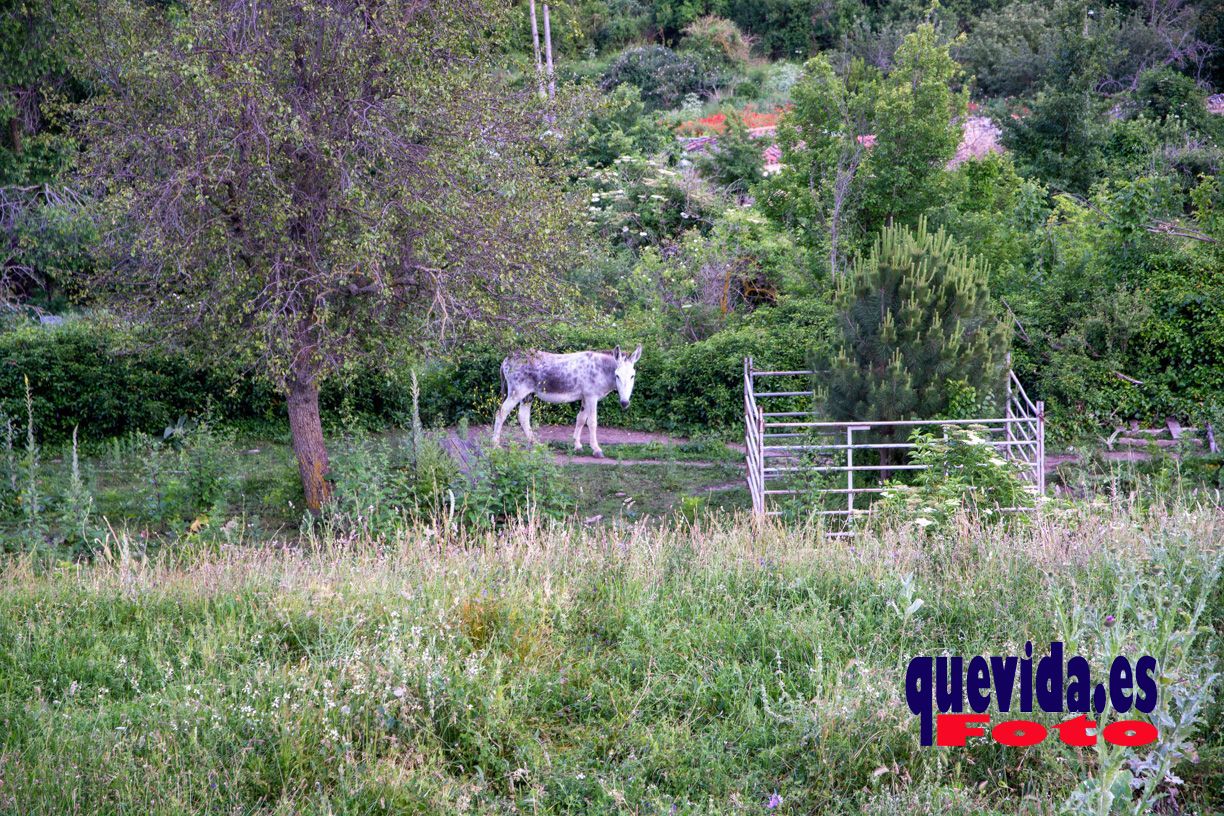 Yanguas. Soria