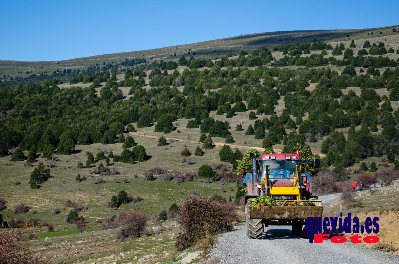 Acebal de Garagüeta. Arévalo de la Sierra (Soria)