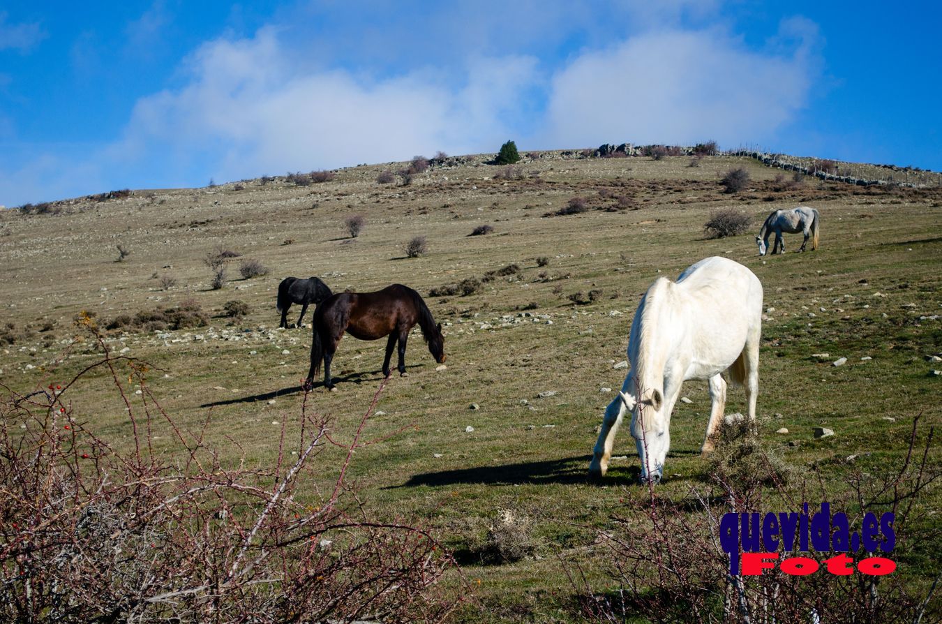 Acebal de Garagüeta. Arévalo de la Sierra (Soria)